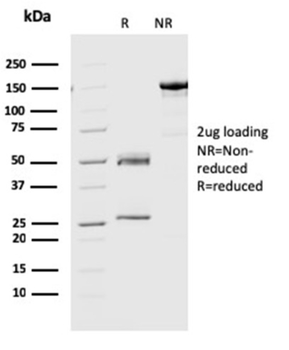 GMNN Antibody