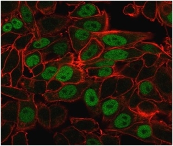 GMNN Antibody