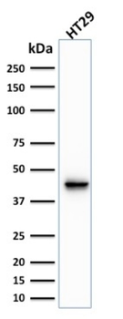 KRT20 Antibody