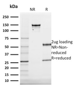 KRT20 Antibody