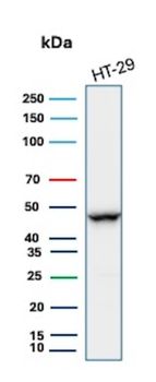 KRT20 Antibody