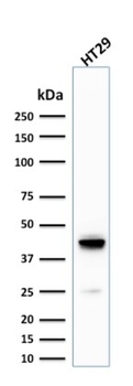 KRT20 Antibody