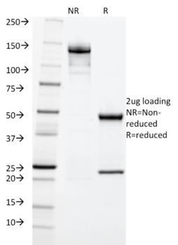 KRT20 Antibody