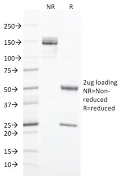 KRT20 Antibody