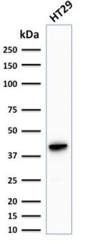 KRT20 Antibody