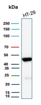 KRT20 Antibody