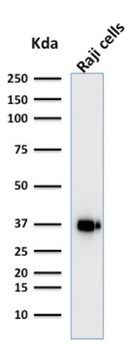 POU2AF1 Antibody
