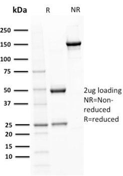 POU2AF1 Antibody