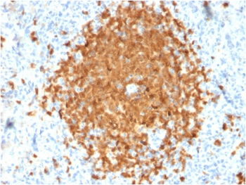POU2AF1 Antibody