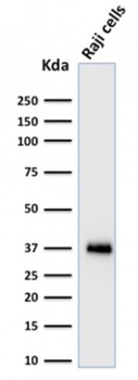 POU2AF1 Antibody