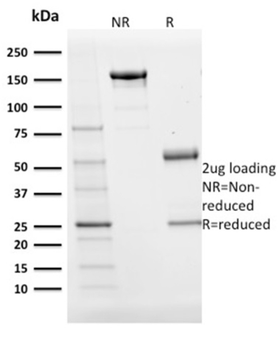 POU2AF1 Antibody