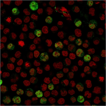 POU2AF1 Antibody