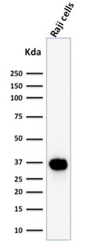 POU2AF1 Antibody