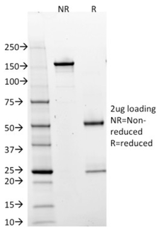 POU2AF1 Antibody