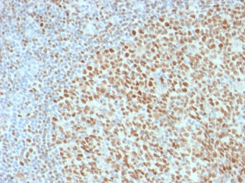 POU2F2 Antibody