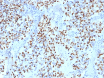 POU2F2 Antibody