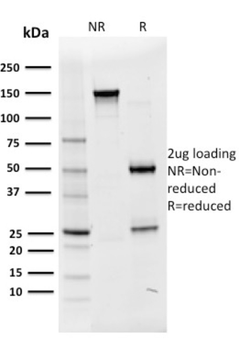 POU2F2 Antibody