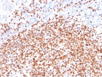 POU2F2 Antibody