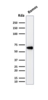POU2F2 Antibody