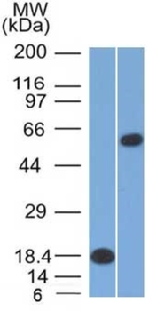 POU2F2 Antibody