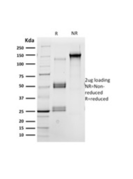 POU2F2 Antibody