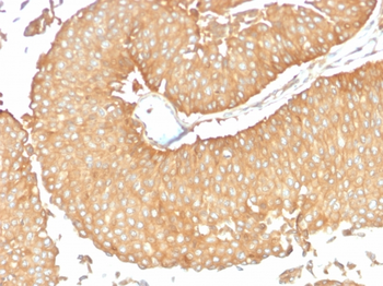 PPP3CA Antibody