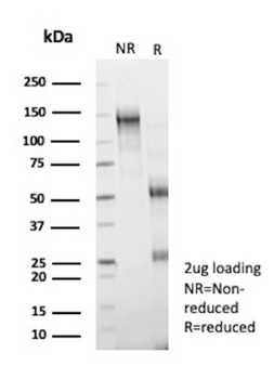 RNLS Antibody