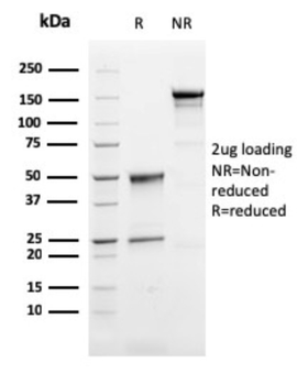 PRF1 Antibody