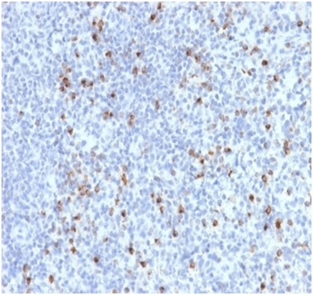 PRF1 Antibody