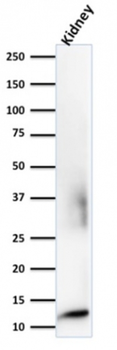 B2M Antibody