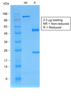 B2M Antibody