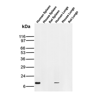 B2M Antibody
