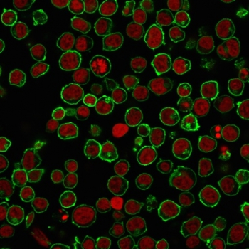 PTPRC Antibody