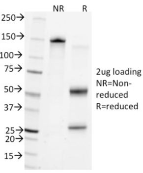 PTPRC Antibody