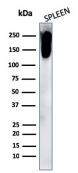 PTPRC Antibody