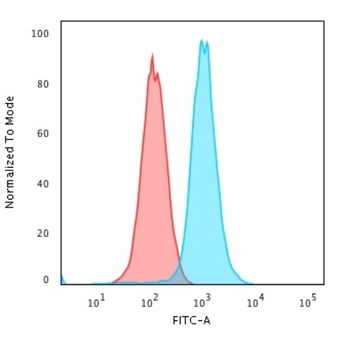 RAD51 Antibody