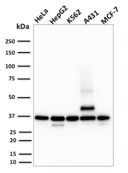 RAD51 Antibody