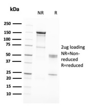 RAD51 Antibody