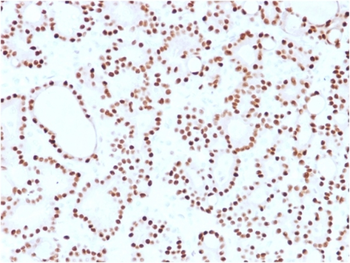 CCND1 Antibody