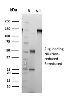 CCND1 Antibody