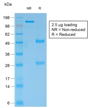 BCL2 Antibody