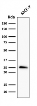 BCL2 Antibody