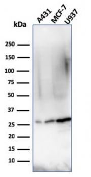 BCL2 Antibody