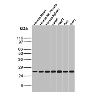 BCL2 Antibody