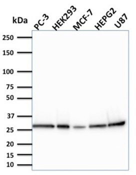 BCL2L2 Antibody