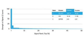 BCL2L2 Antibody
