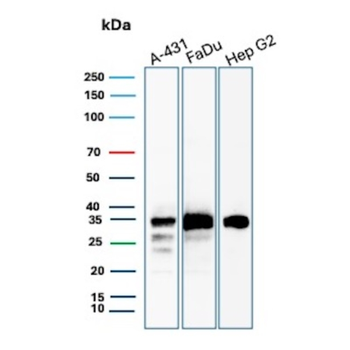 BCL2L2 Antibody