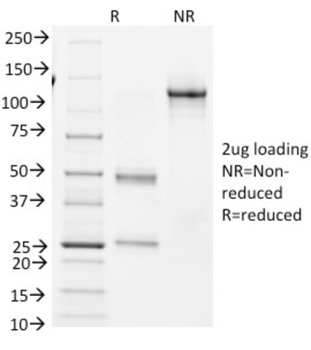 BCL6 Antibody