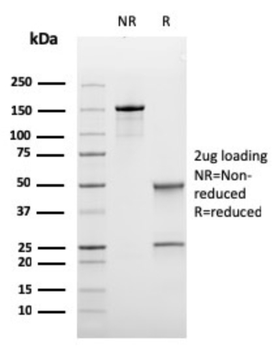 BCL6 Antibody