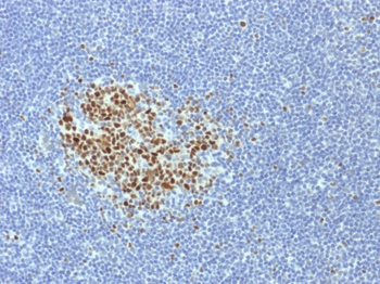 BCL6 Antibody